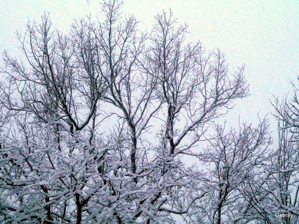 w05---Branches-et-neige.JPG