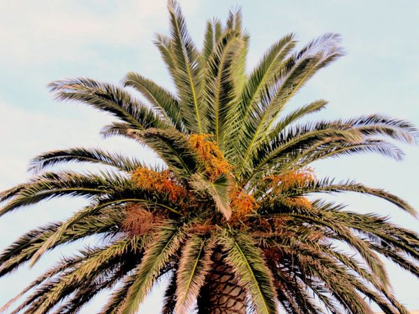 aw03 - Haut du palmier