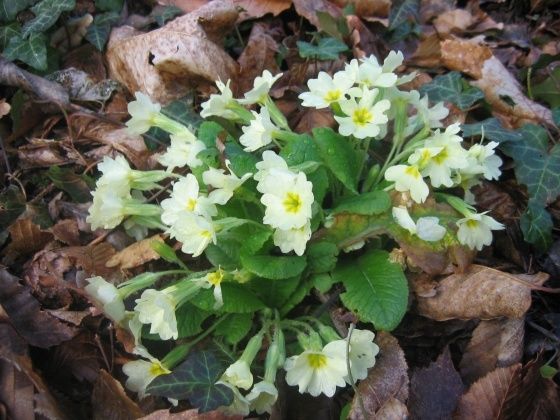 med-primula-vulgaris-primulacees-visoflora-7786.jpg