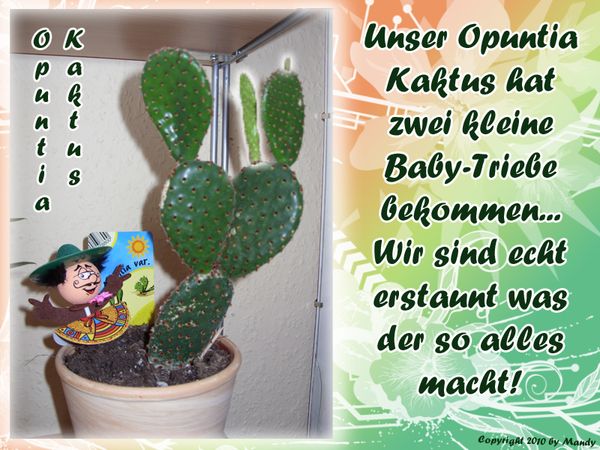 katur.jpg