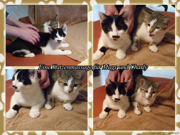 katzenmassage