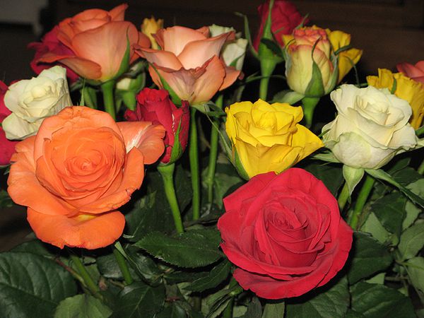 ApartirDec 0541roses