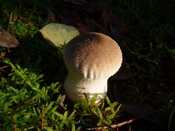 P1330400-LYCOPERDON-PERLATUM-vesse-de-loup-perlee.JPG