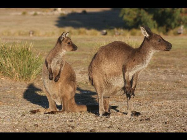 kangarou-island-australie 1109