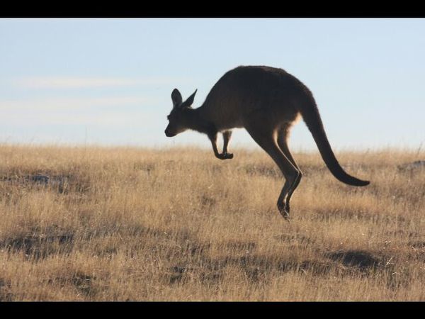 kangarou-island-australie 1331
