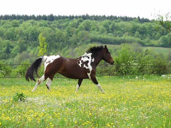 LES CHEVAUX AU NATURELS : Venez voter... P5090942