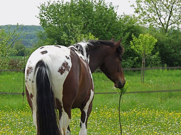 LES CHEVAUX AU NATURELS : Venez voter... P5090948-copie-1