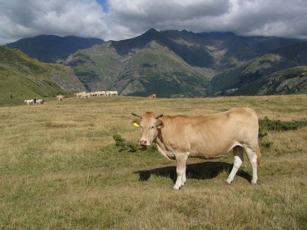 Pyrenees-2012 0137