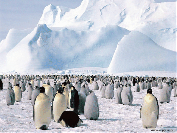 Antartica 2
