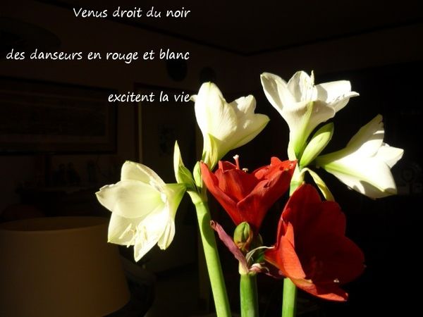 photo fleurs maman 2