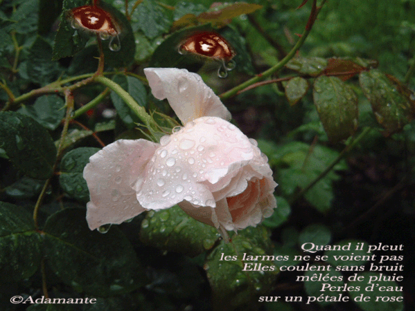 ROSE-larmes-copie.gif