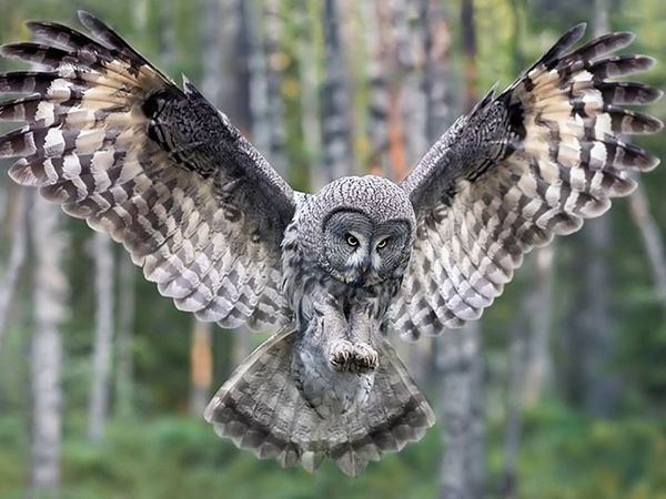 Owl-owls.jpg