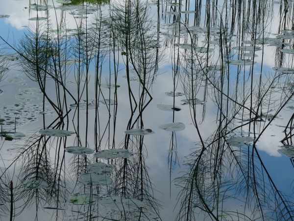 preles-Turtul-etang-4-1.JPG