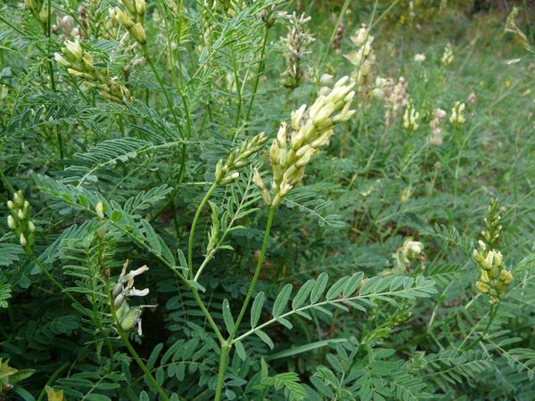 Astragalus-cicer-2.jpg