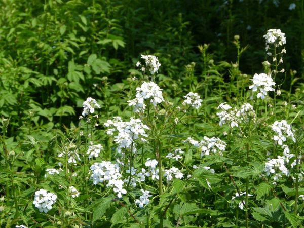 Hesperis-matronalis-Brenod.jpg