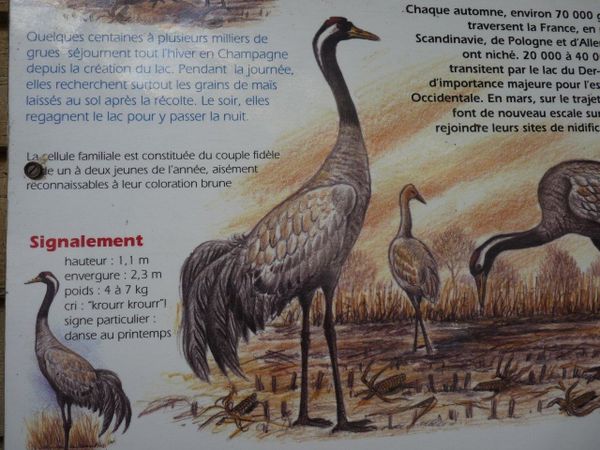 5-Grues-lac-de-Der-panneau--1-.jpg