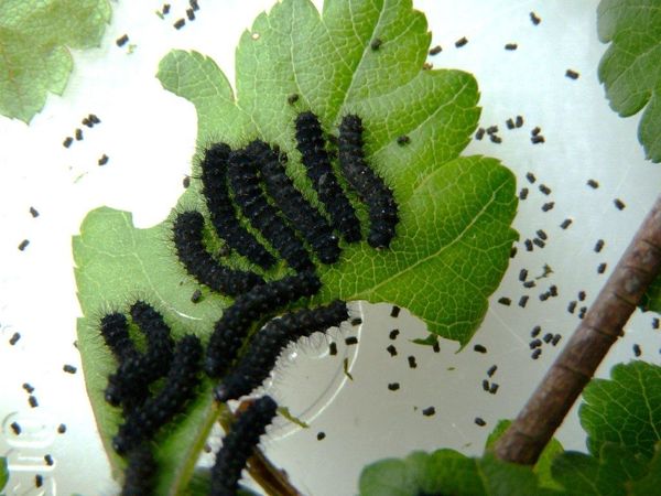 8---12-04-22-chenilles-pt-paon-de-nuit.jpg