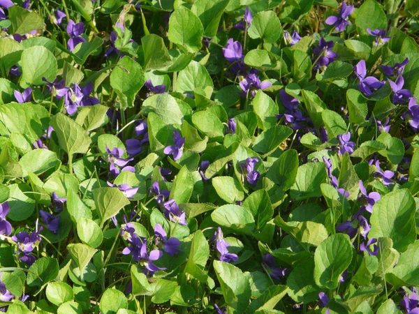 Viola-odorata.jpg