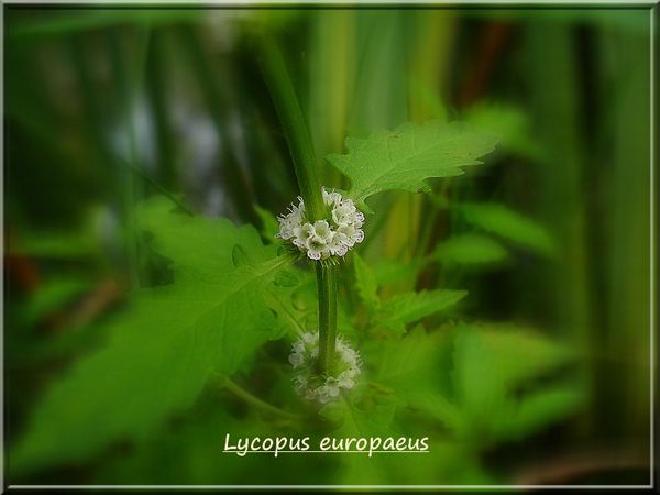 Lycopus europaeus DSC02288