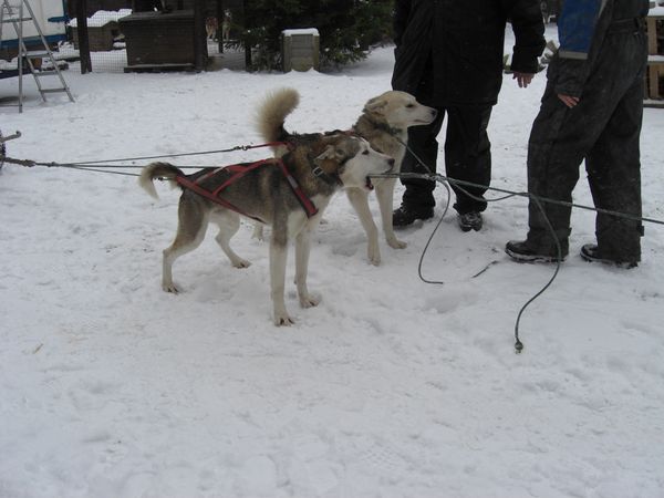 husky6
