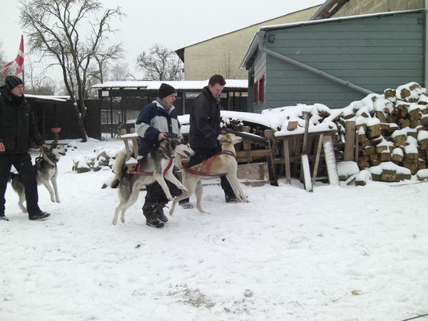 husky7