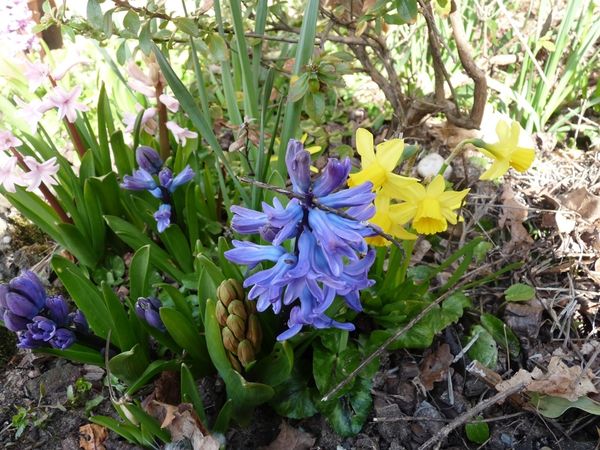 bouquet de printemps