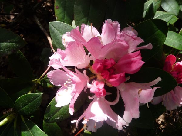 fleur du rhodo