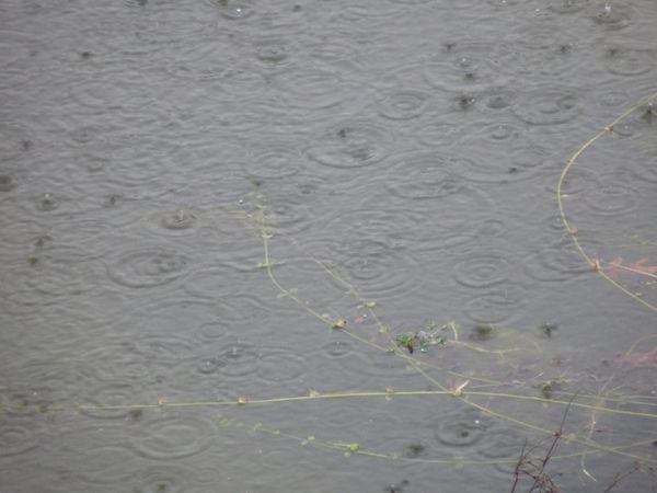 ronds dans l'eau