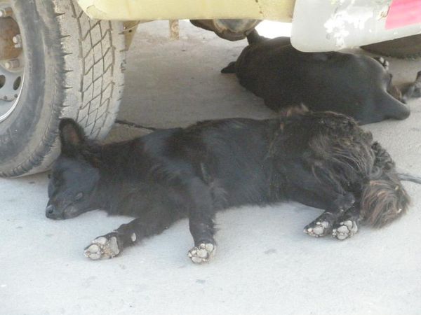 SIESTA00004