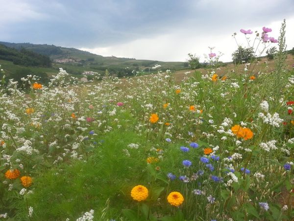 prairie