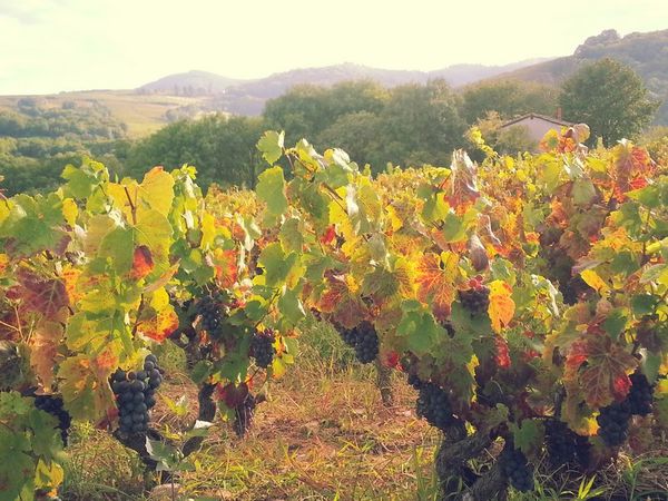 8 jours avant les vendanges