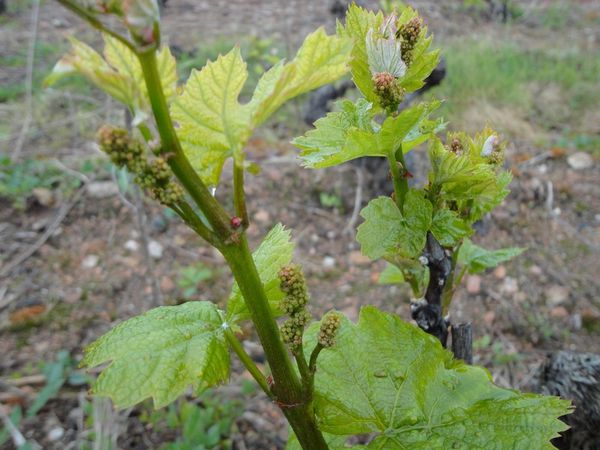 la vigne est triste