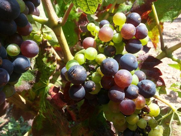 veraison