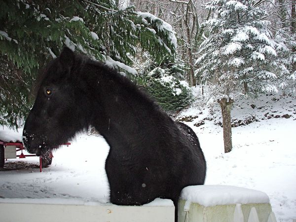 Neige-Limousin-dec-2009 6379