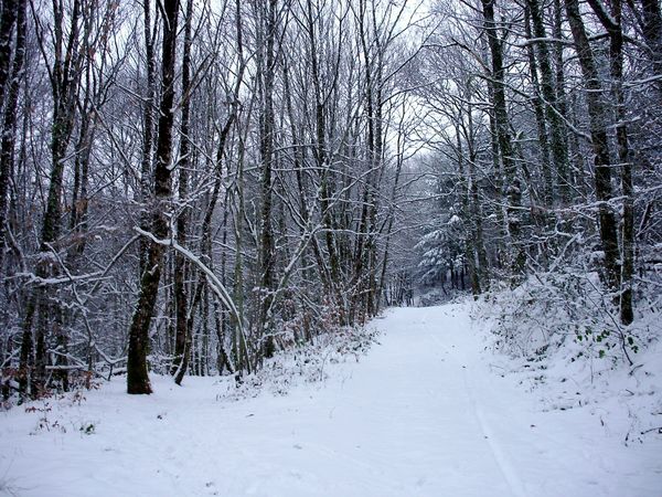 Neige-Limousin-dec-2009 6381