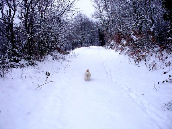Neige-Limousin-dec-2009 6386