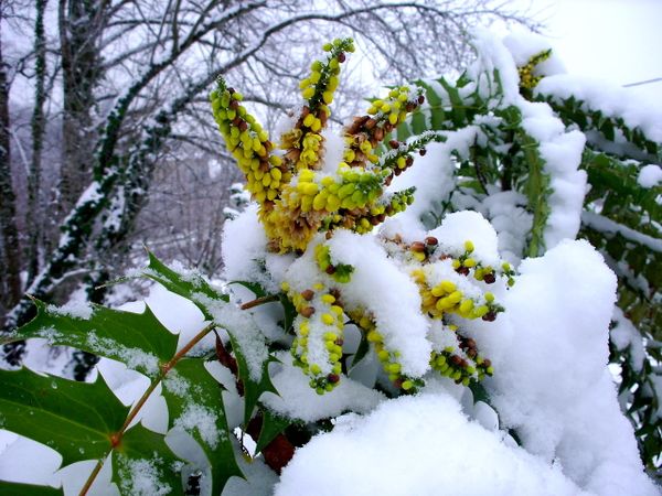 Neige-Limousin-dec-2009 6388