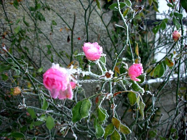 Neige-Limousin-dec-2009 6394