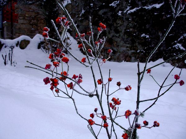 Neige-Limousin-dec-2009 6396