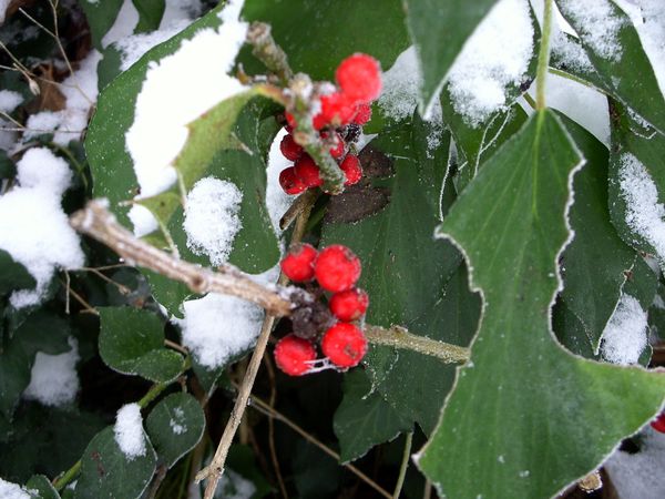 Neige-Limousin-dec-2009 6398
