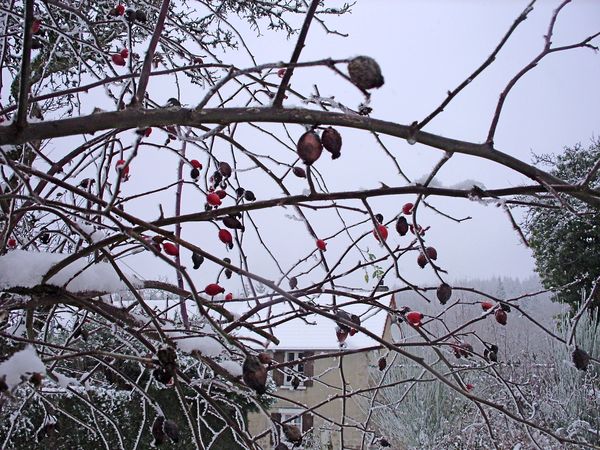 Neige-Limousin-dec-2009 6408
