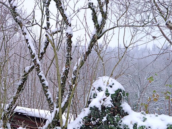 Neige-Limousin-dec-2009 6411