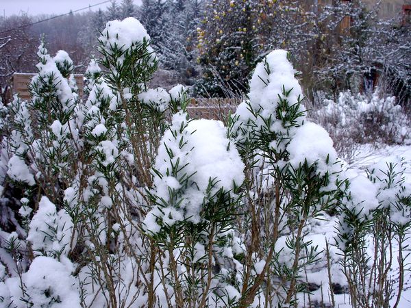 Neige-Limousin-dec-2009 6415