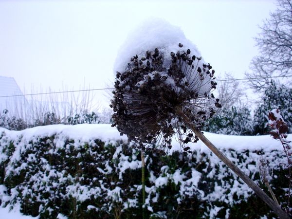 Neige-Limousin-dec-2009 6416