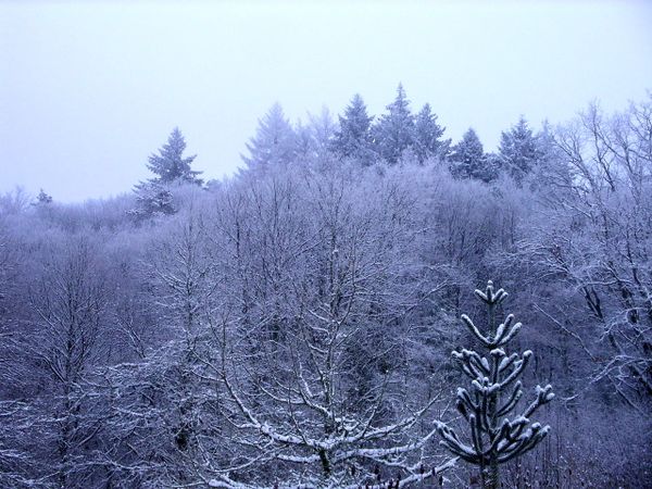 Neige-Limousin-dec-2009 6419