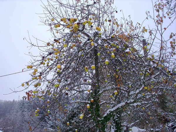 Neige-Limousin-dec-2009 6421