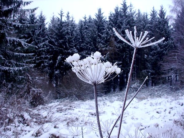 Neige-Limousin-dec-2009 6423
