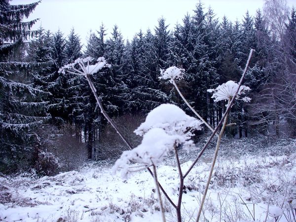 Neige-Limousin-dec-2009 6424