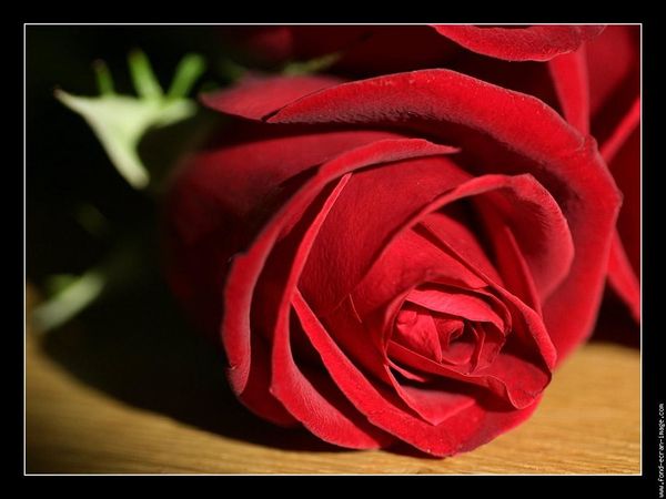 rose-rouge.jpg