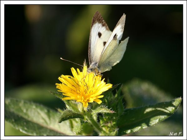 Pieris napi